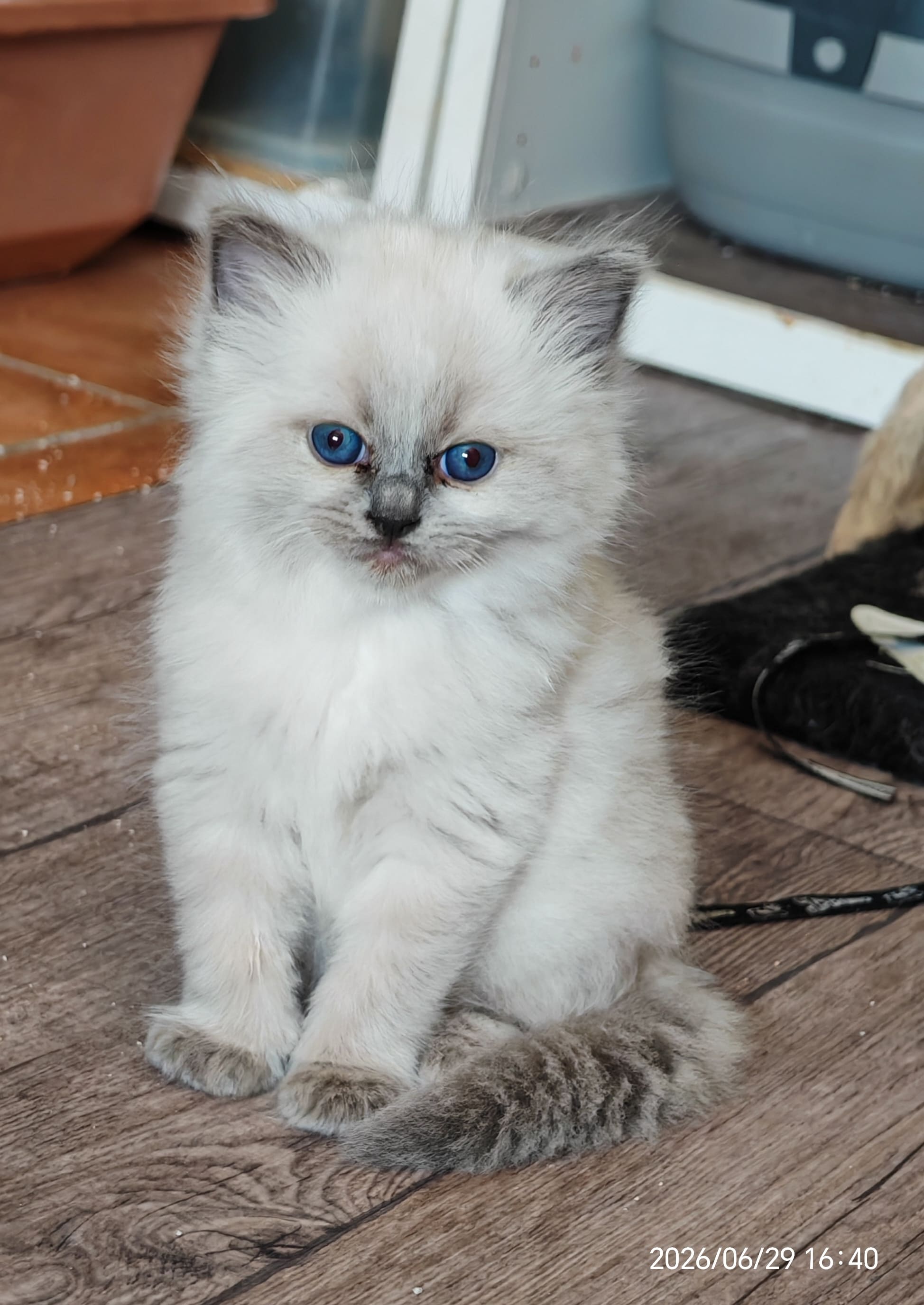 Bamba